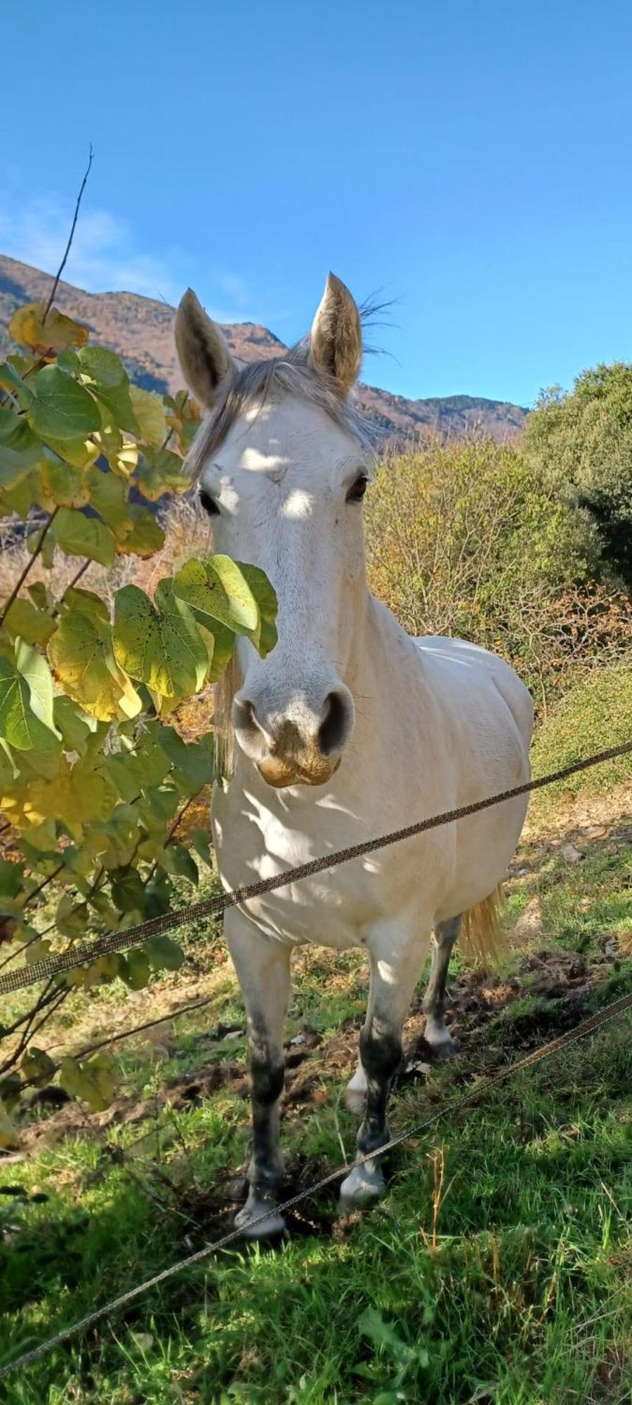 Holiday home De La Salamandre
